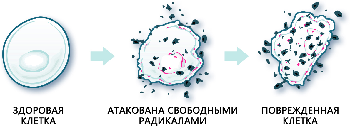 Сок нони на клеточном уровне